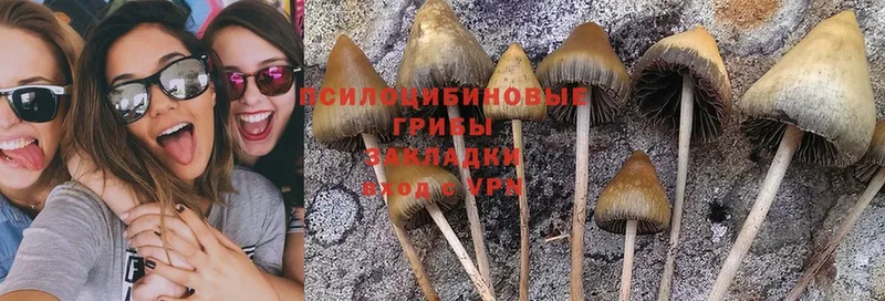 ссылка на мегу маркетплейс  Белинский  Псилоцибиновые грибы Magic Shrooms  где продают наркотики 